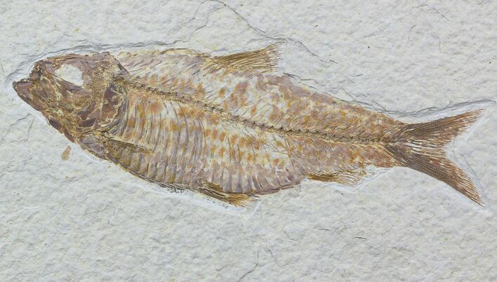 Detailed, Knightia Fossil Fish - Wyoming #57066